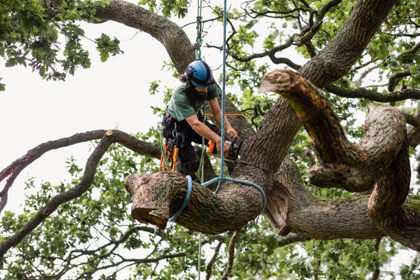 Best Hedge Trimming  in Leechburg, PA